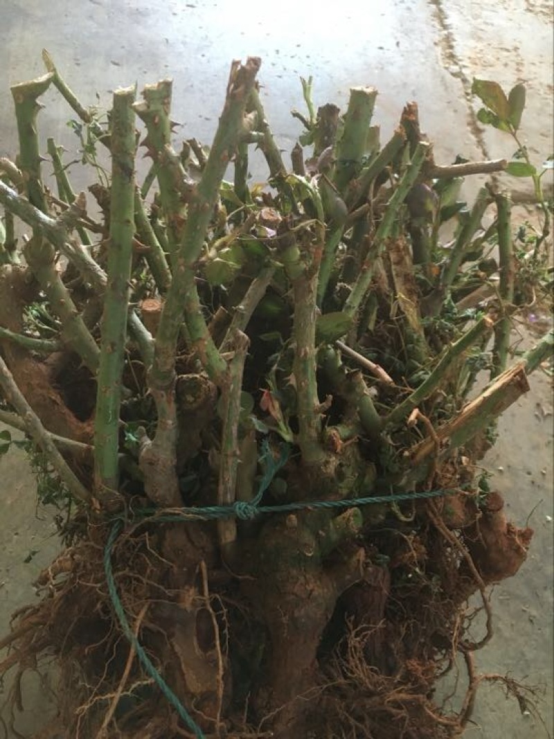 玫瑰苗30~40cm