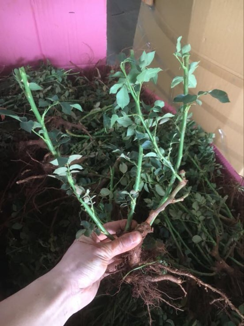 玫瑰苗30~40cm