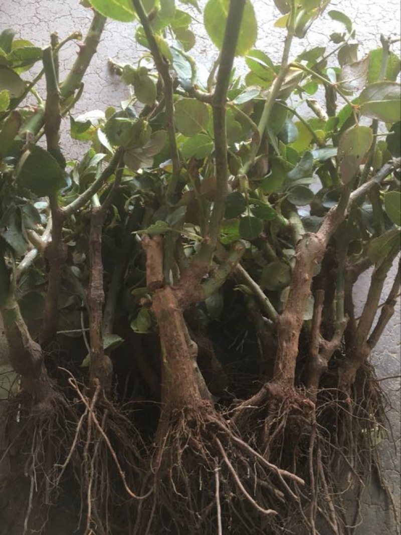 玫瑰苗30~40cm