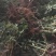 玫瑰苗30~40cm