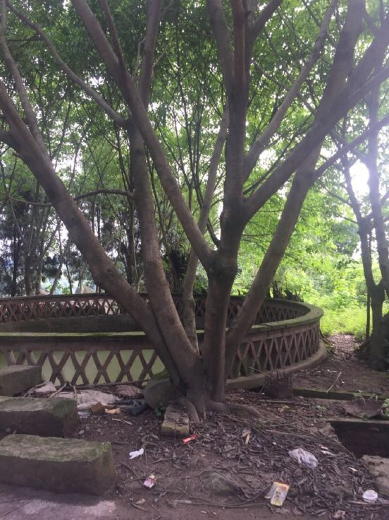 黄葛树3m以上