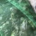 牛蛙牛蛙一系列