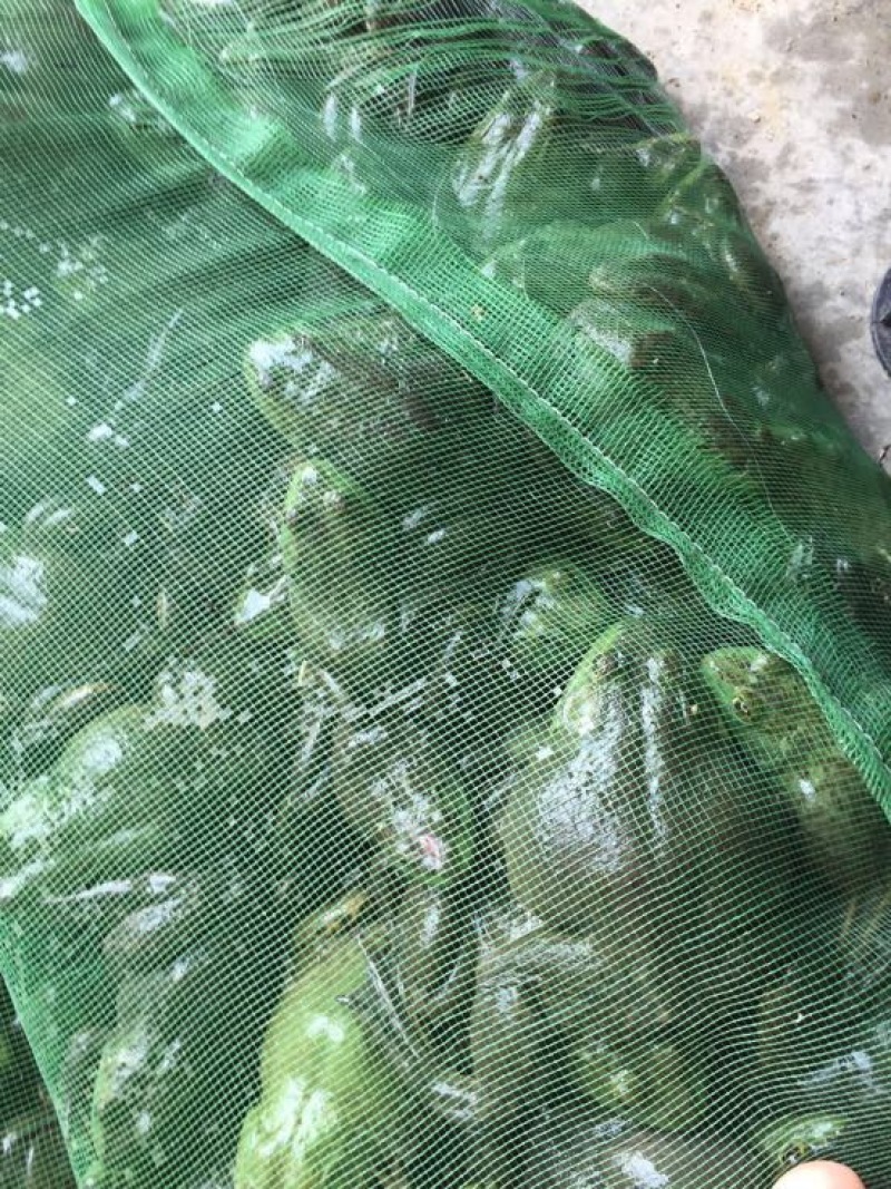 牛蛙牛蛙一系列
