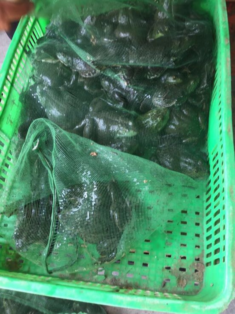 牛蛙牛蛙一系列