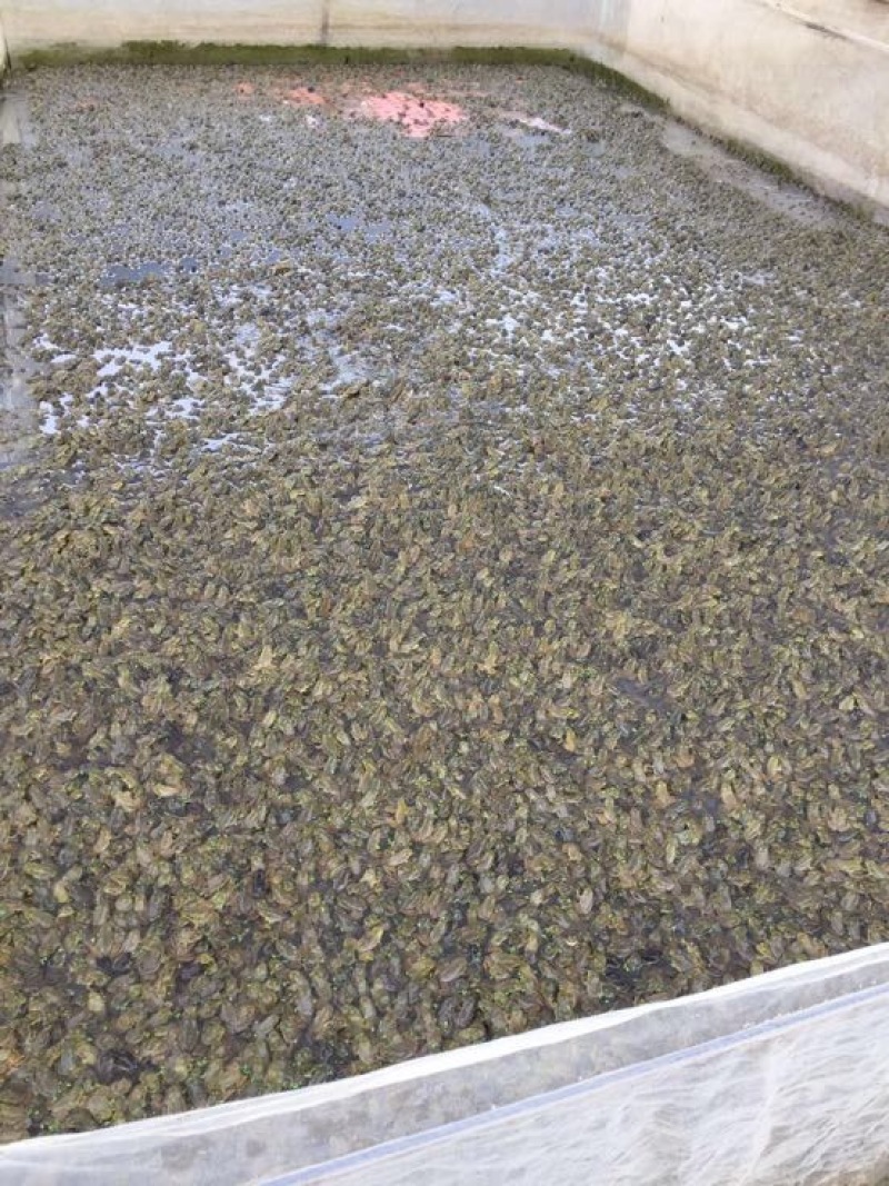 牛蛙牛蛙一系列