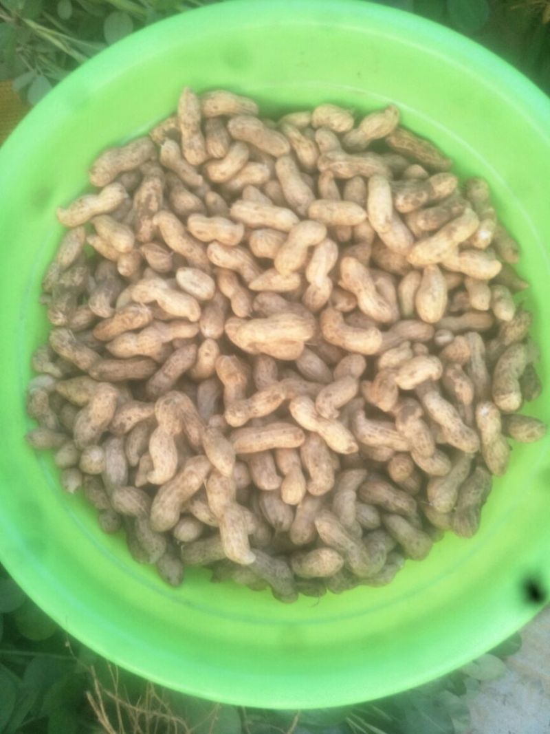 带壳花生鲜货带壳