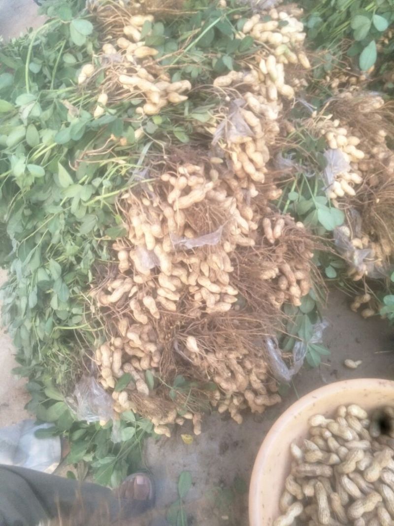 带壳花生鲜货带壳
