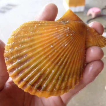 栉孔扇贝食用鲜活5~10只/kg