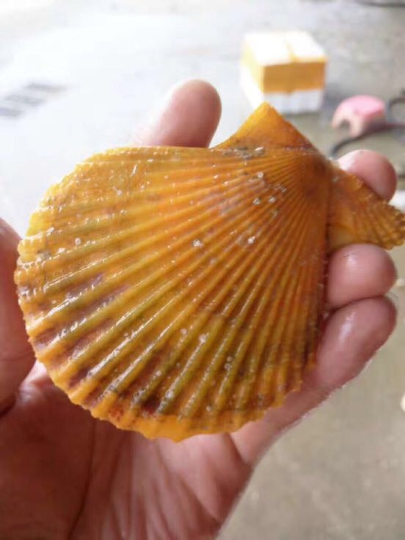 栉孔扇贝食用鲜活5~10只/kg