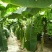 香蕉苗营养杯苗带土带叶地栽庭院种植当年结果包邮