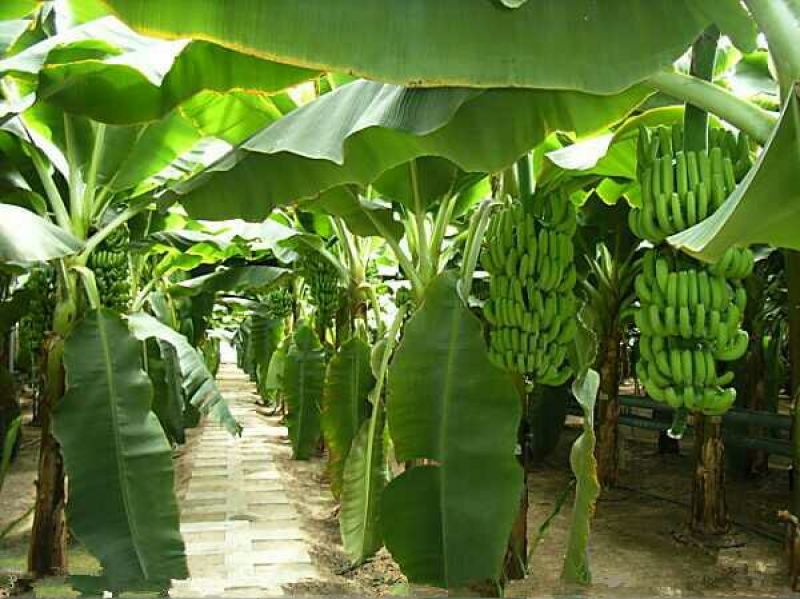 香蕉苗营养杯苗带土带叶地栽庭院种植当年结果包邮