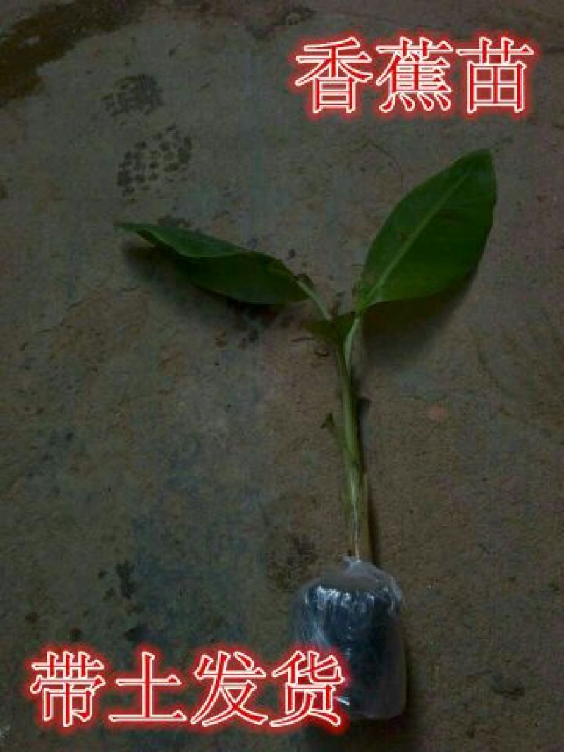 香蕉苗营养杯苗带土带叶地栽庭院种植当年结果包邮