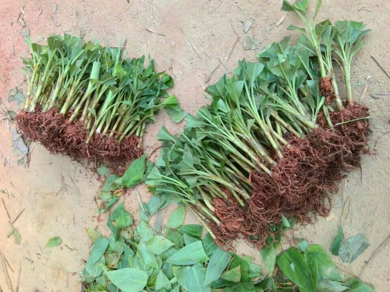 香蕉苗营养杯苗带土带叶地栽庭院种植当年结果包邮