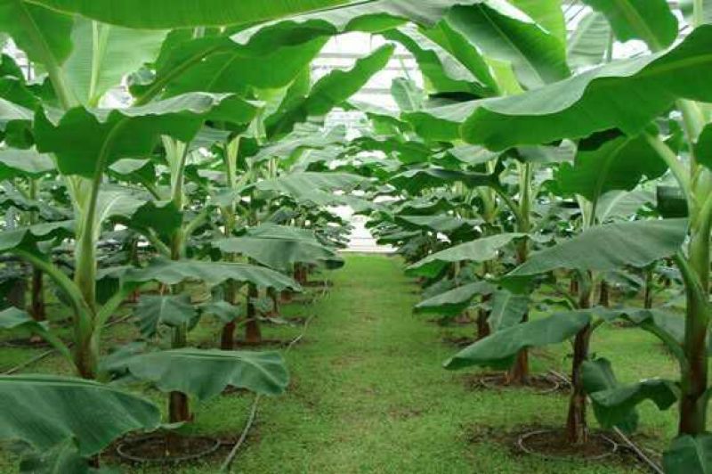 香蕉苗营养杯苗带土带叶地栽庭院种植当年结果包邮