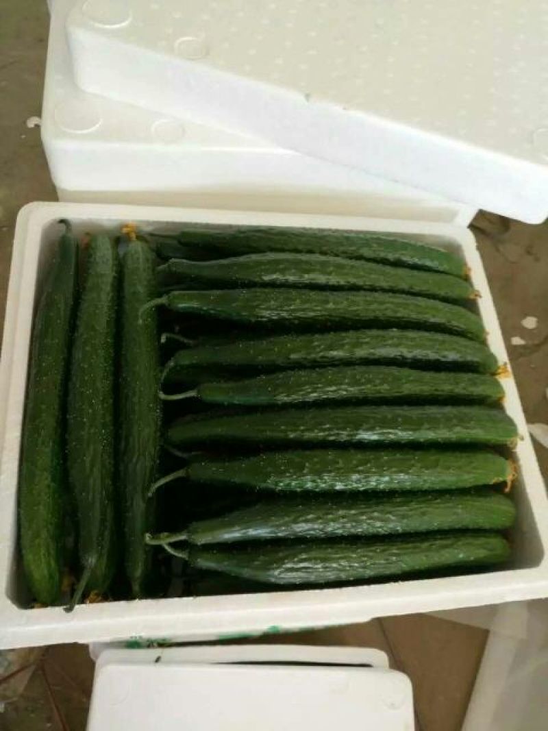 密刺黄瓜25公分以上干花带刺