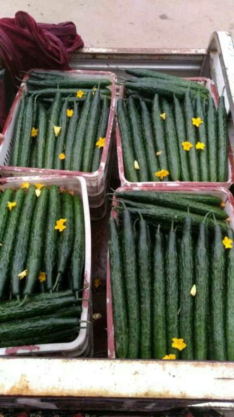 密刺黄瓜25公分以上干花带刺