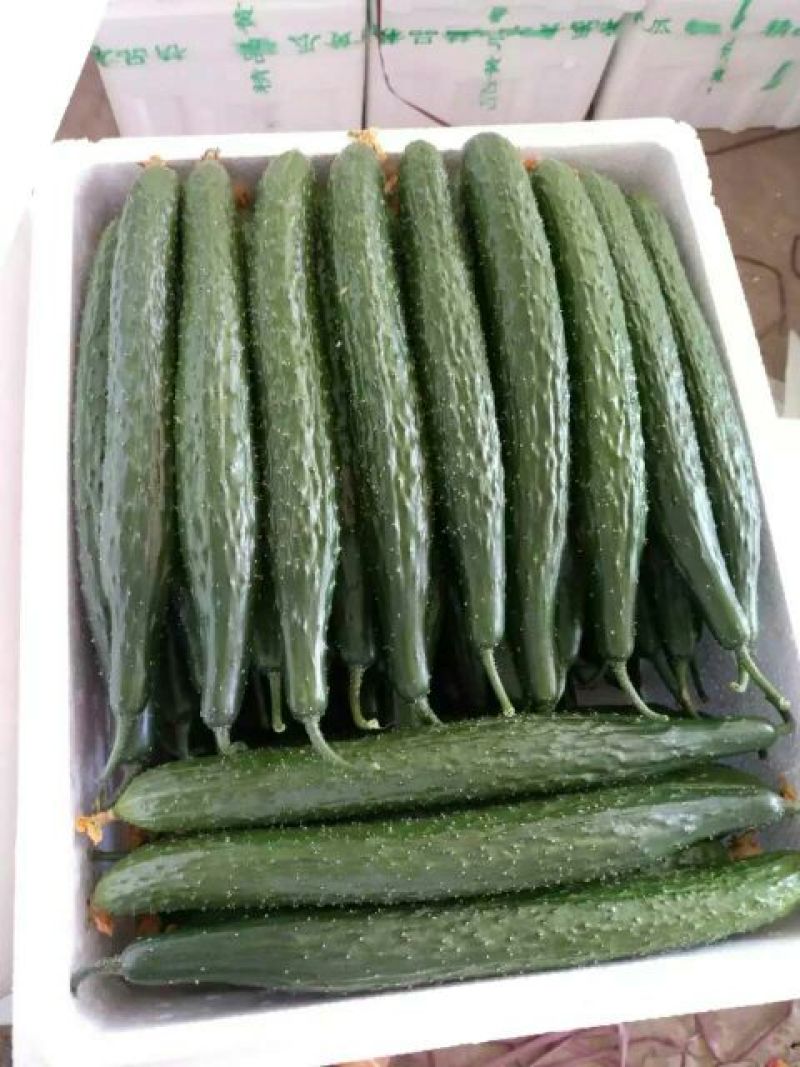 密刺黄瓜25公分以上干花带刺