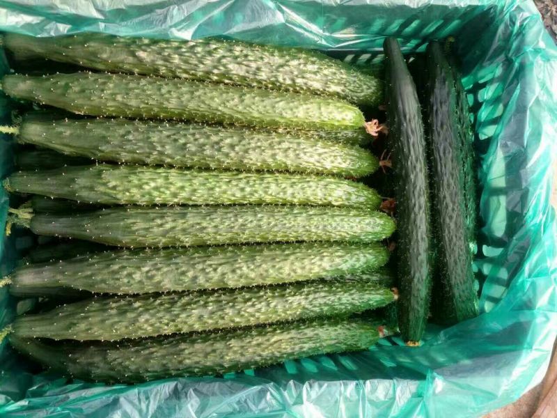 密刺黄瓜25公分以上干花带刺