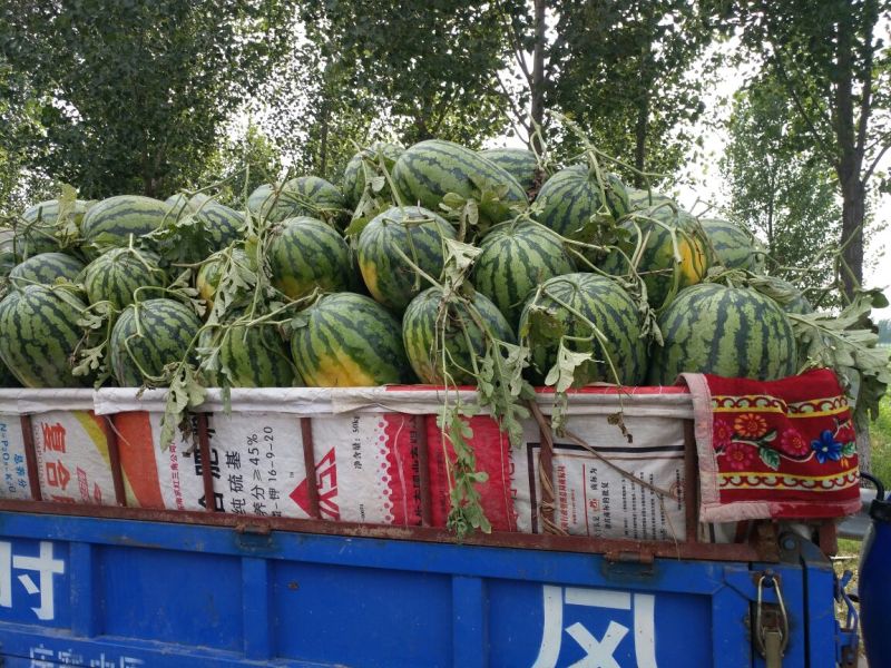 冠龙西瓜8斤打底8成熟1茬