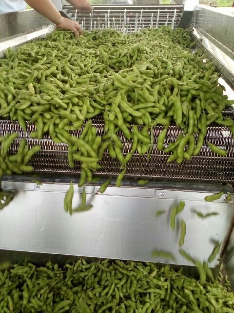 翠绿宝毛豆北風之神