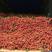 禾荔（淮枝）精品红花1.5~2cm以上