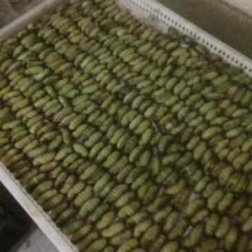 茧蛹