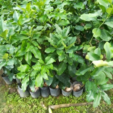 红心蜜柚苗0.8~1cm0.5~0.8m