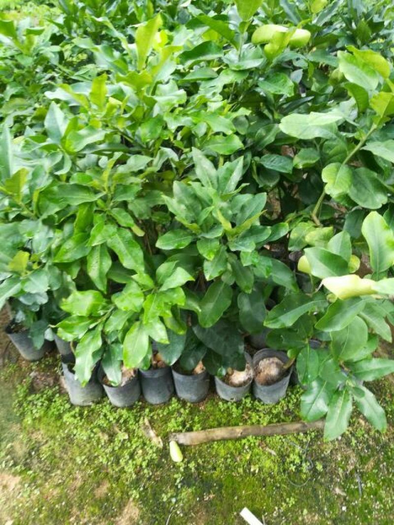 红心蜜柚苗0.8~1cm0.5~0.8m