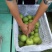【品质好货】大量供应皇冠梨口感脆甜一手货源产地直发