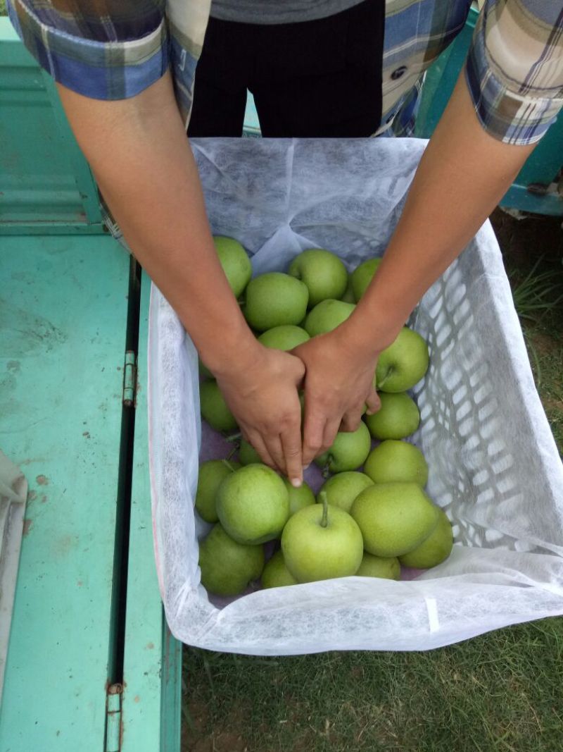 【品质好货】大量供应皇冠梨口感脆甜一手货源产地直发