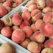 大量供应毛桃黄桃品种多、硬度好、糖分高、色泽鲜艳、耐运输