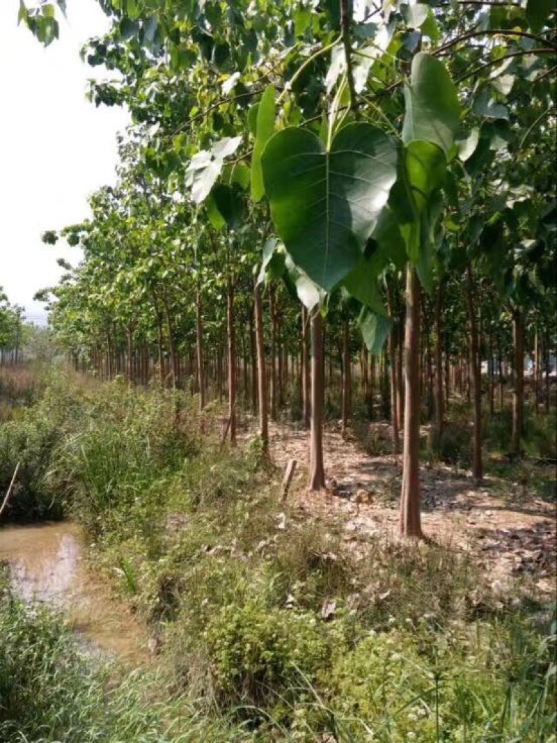 菩提树苗