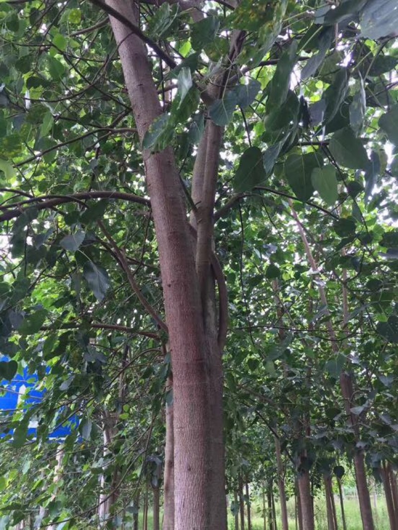 菩提树苗