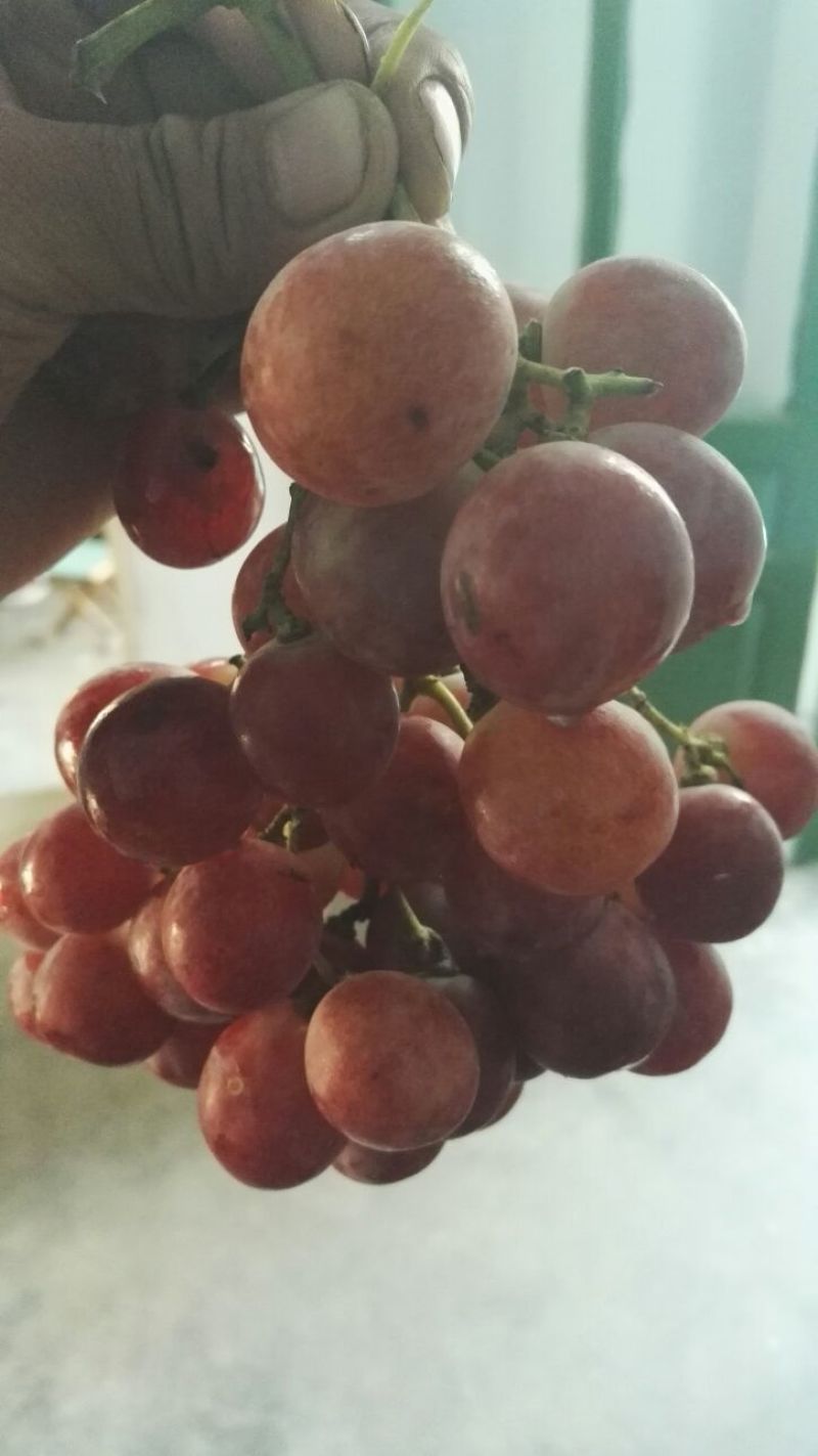 夏黑葡萄苗80~110cm2年