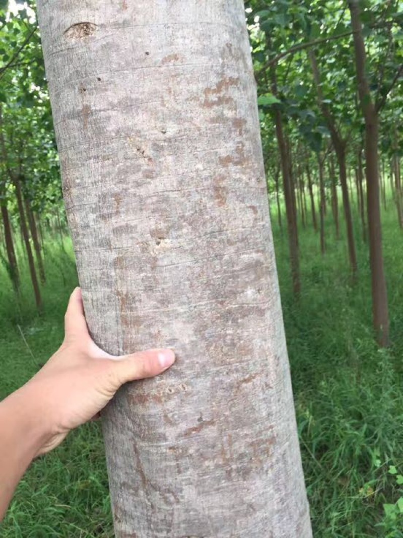 菩提树苗