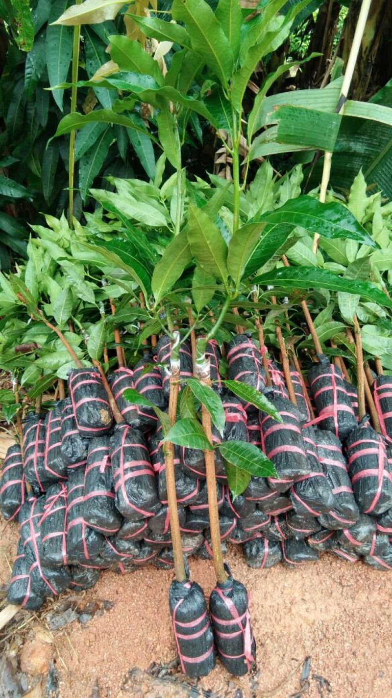 金煌芒树苗1m以下