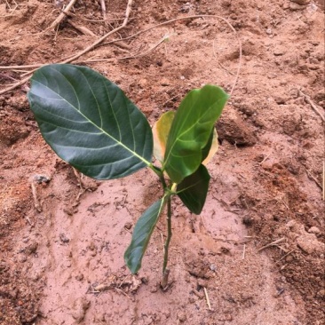 菠萝蜜苗植生树