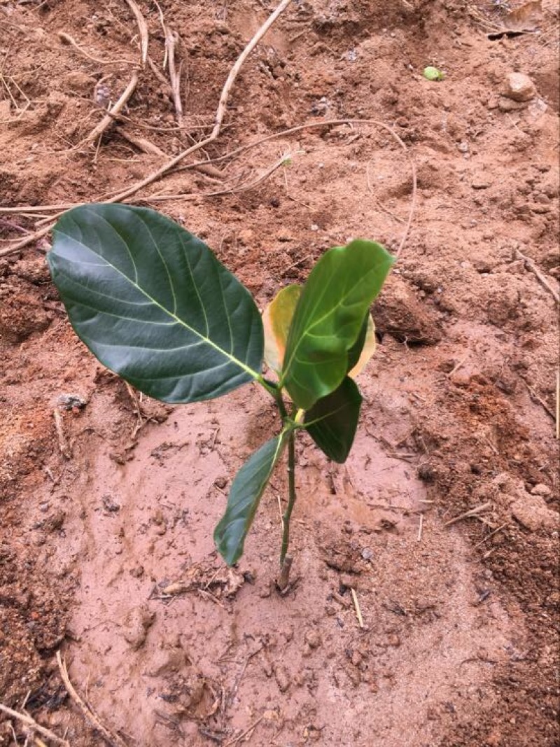 菠萝蜜苗植生树