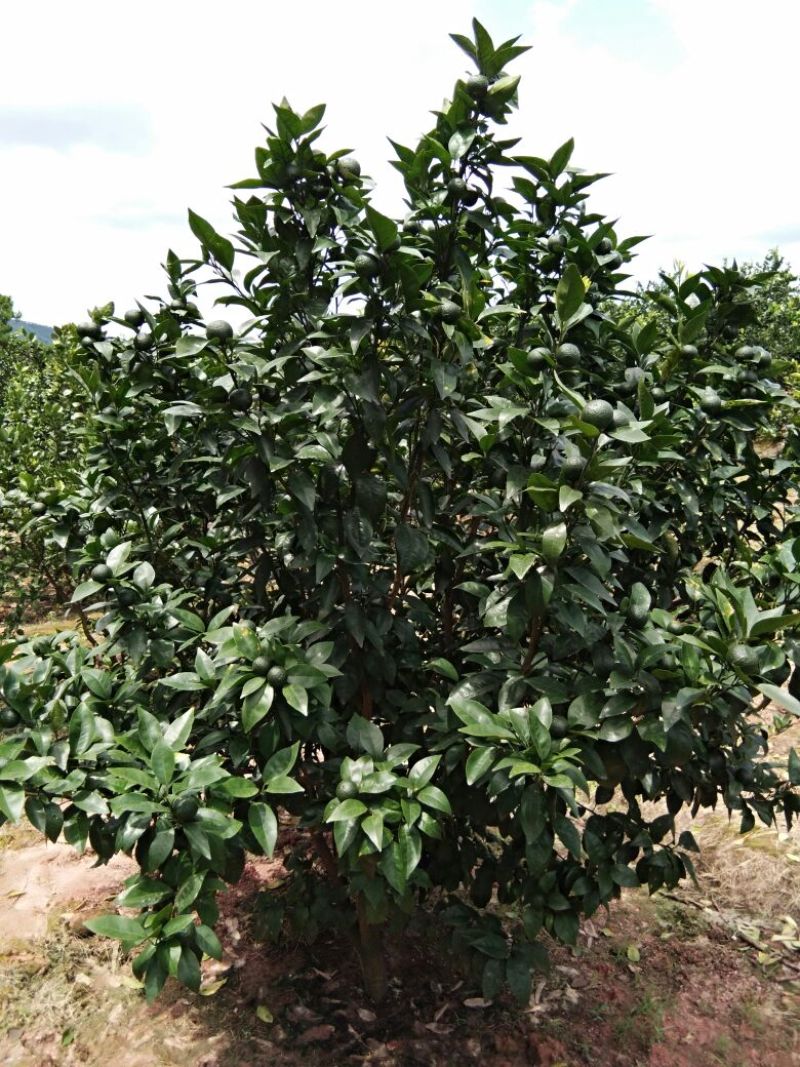 皇帝柑苗30~50cm