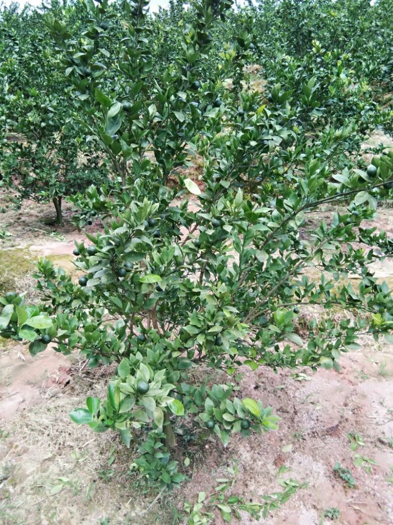 皇帝柑苗30~50cm