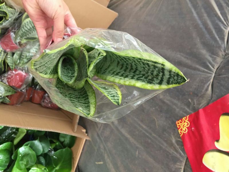 虎皮兰