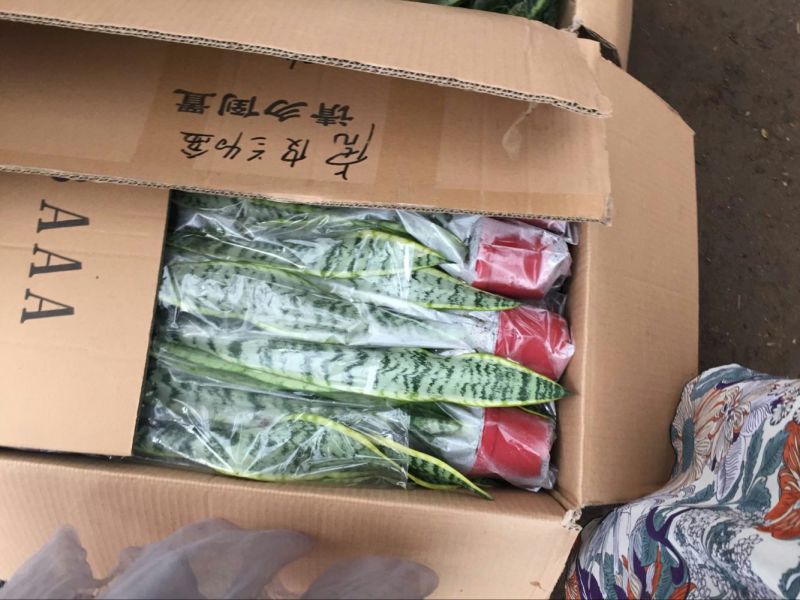 虎皮兰