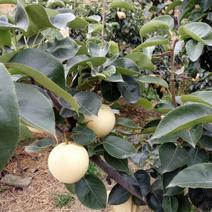 四川眉山东坡区出售5—10公分李子树梨子树，可视频