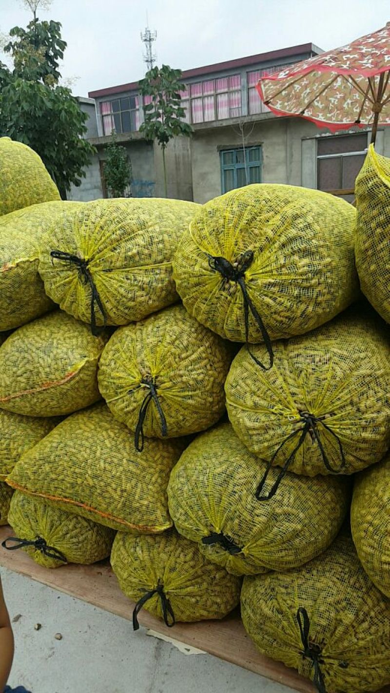 四粒红红米花生鲜货带壳