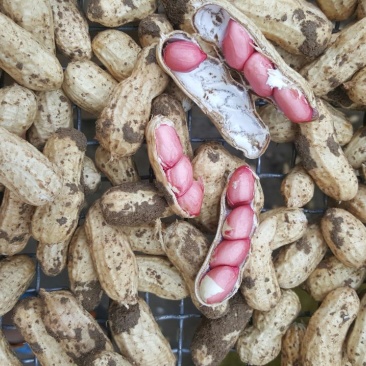 四粒红红米花生鲜货带壳