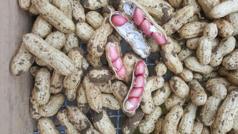 四粒红红米花生鲜货带壳
