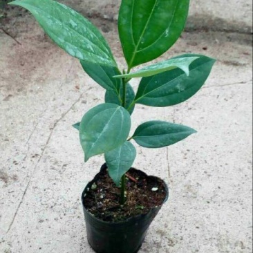 平安树30~50cm