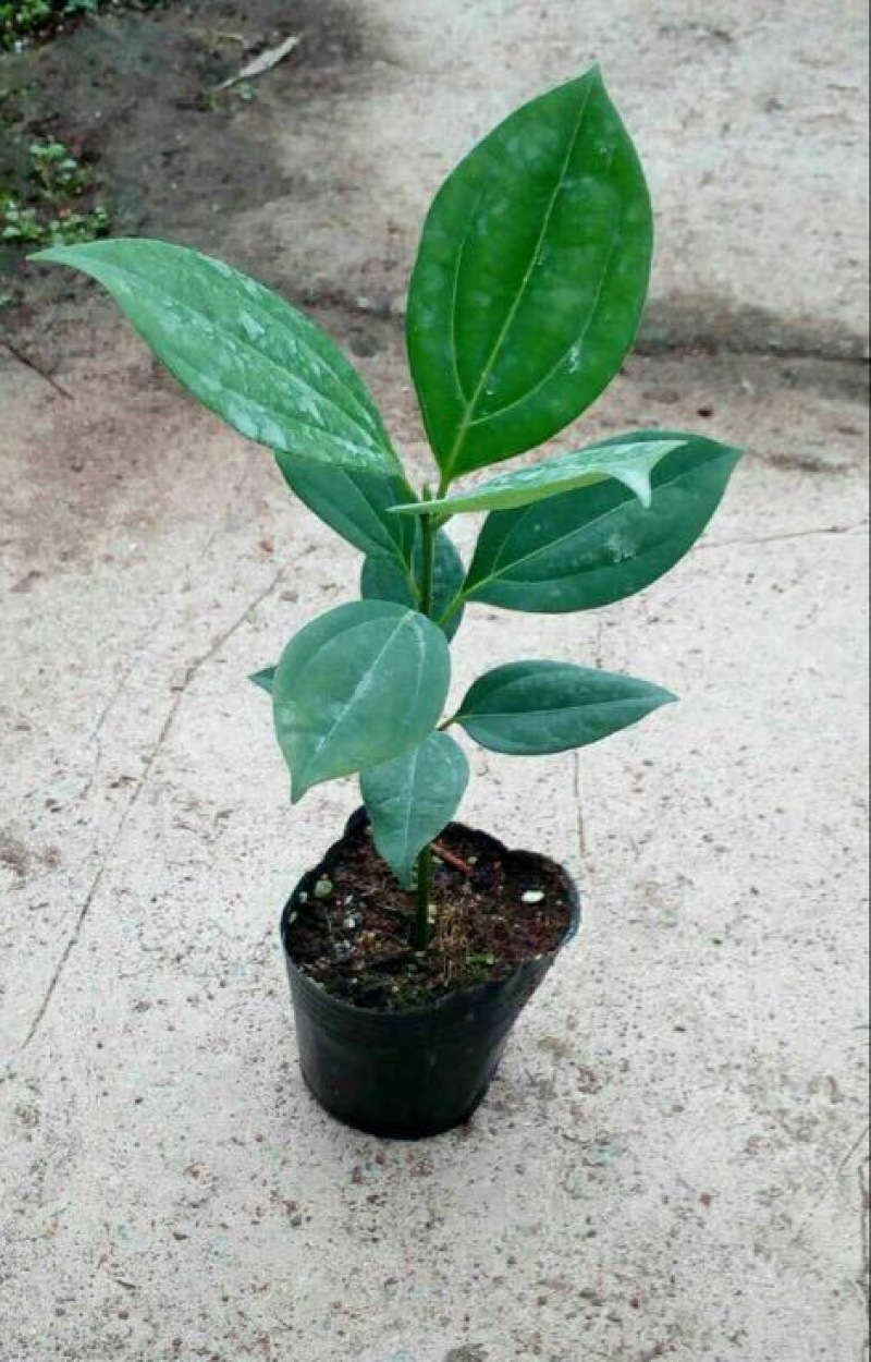 平安树30~50cm