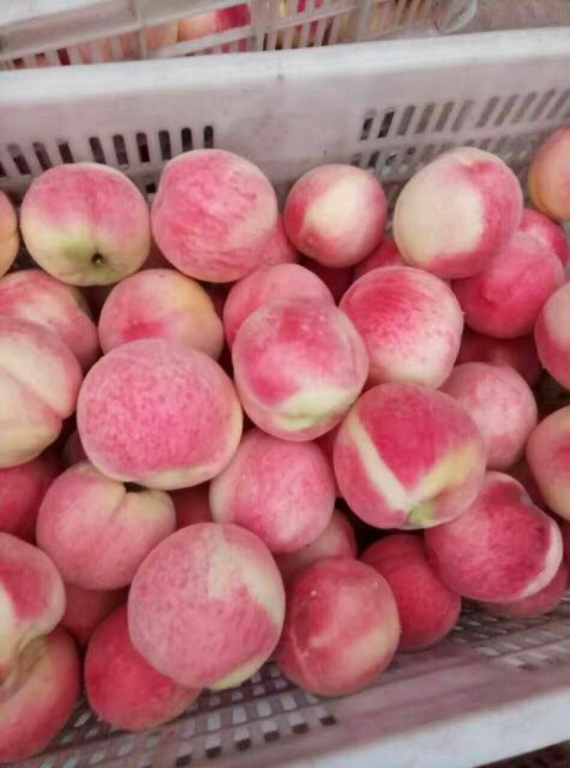 仓方早生