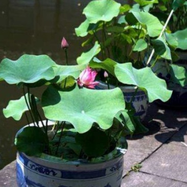 荷花30~40cm